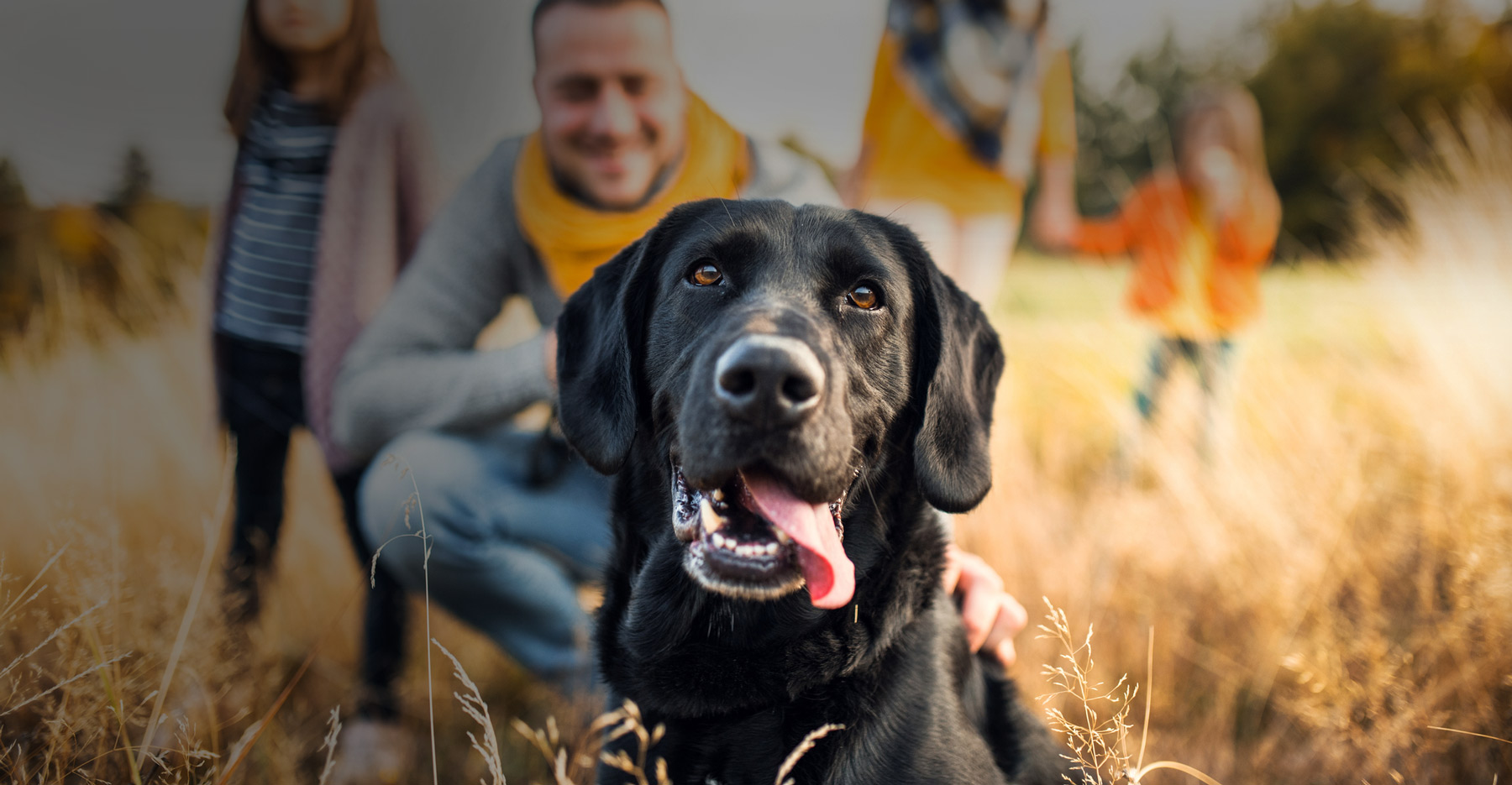 AFT Dog Training Serving NY, NJ, & PA